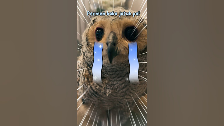 Kasihan burunghantuku sedih sampai menangis #animalfunny #owl #burunghantu #animalhumor