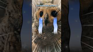 Kasihan burunghantuku sedih sampai menangis #animalfunny #owl #burunghantu #animalhumor