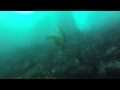 Cormoran fishing under water