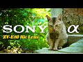 Sony ZV-E10 | Sony 16-50mm Kit lens | Cinematic Slo motion video 4K