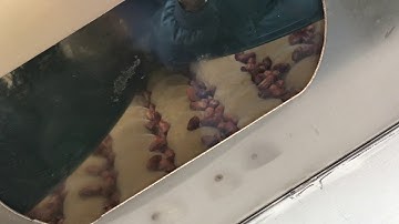 Saudi Palm Date Washing Machine/Iraq Date Washing Line/Palm Date Processing Machine