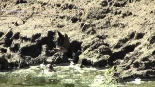 Cliff Swallows mud-gathering for nests, S Saskatchewan Canada June 10 14