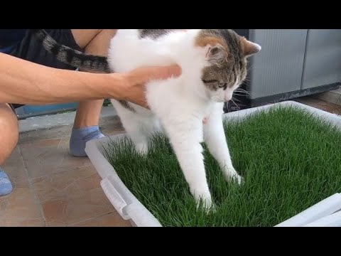 Video: Gras Für Katzen: Arten, Vorteile, Wie Man Es Zu Hause Anbaut, Welches Besser Zu Wählen Ist, Wie Man Ein Tier Vom Fressen Anderer Pflanzen Entwöhnt