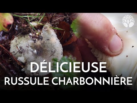 Vidéo: Comment Mariner La Russula Rapidement Et Facilement