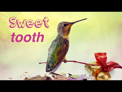 YEV - Sweet Tooth  (Lyric Video)