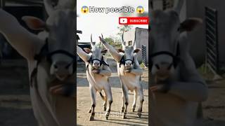 How Possible Cow Dancing sorts sort viralshort cow dance foryou ai edit funny