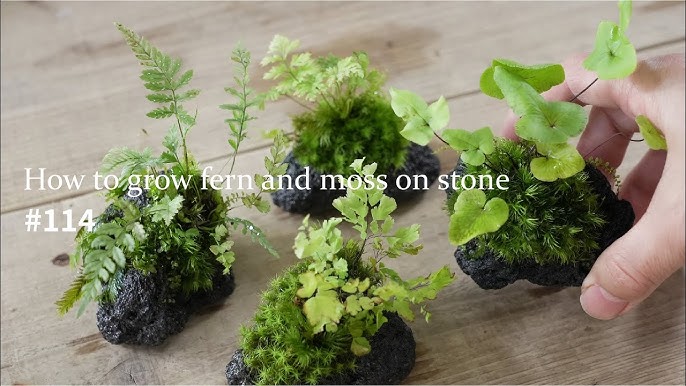 How to Propagate Your Own Moss 