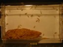 Common Housefly From Egg to Adult in 14 Days- Time-Lapse