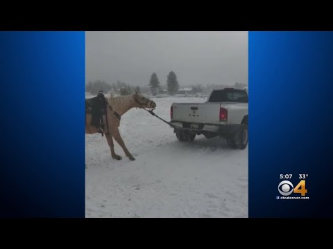 Horse Pulled Behind Truck At Center Of Animal Abuse Investigation