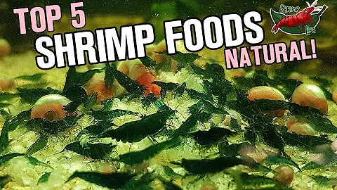 NATURAL & HOMEMADE SHRIMP FOODS! - DayDayNews