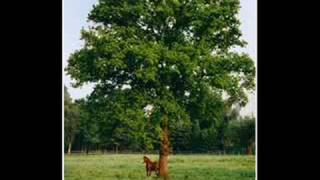 Video voorbeeld van "Pudhys - Alt wie ein Baum"