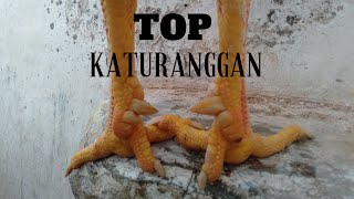 Ayam bangkok top katuranggan jalu renteng super sekali