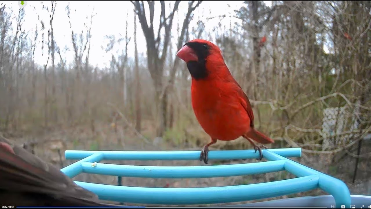 All About Cardinals: Most Beautiful Backyard Bird 