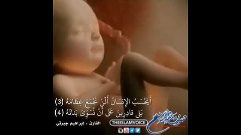 أيحسب الإنسان أن لن نجمع عظامه بلى قادرين على أن نسوي بنانه - سورة القيامة