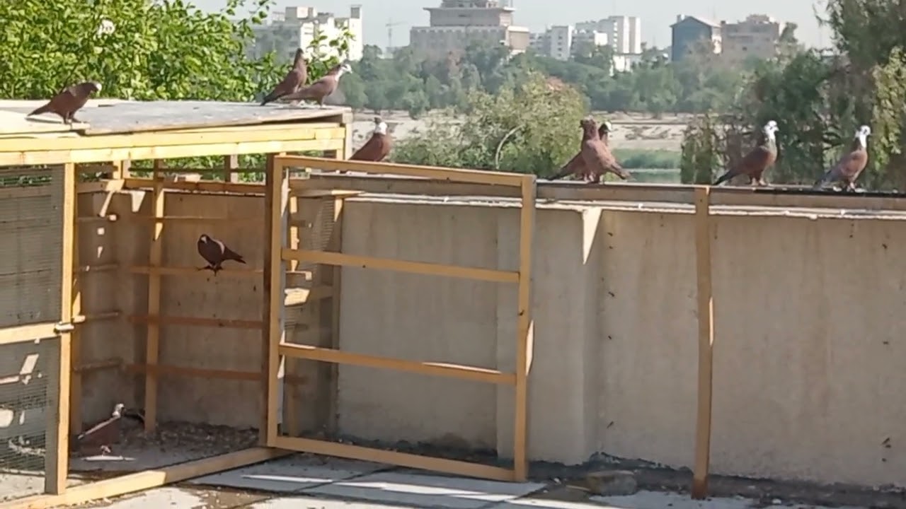 صيد اليوم............ لعيون المتابعين مشاهدة ممتعه 