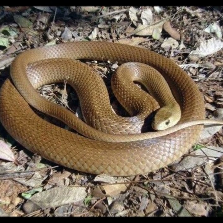 empat ular paling berbisa di dunia #faktaunik #animals #haiwan #facts