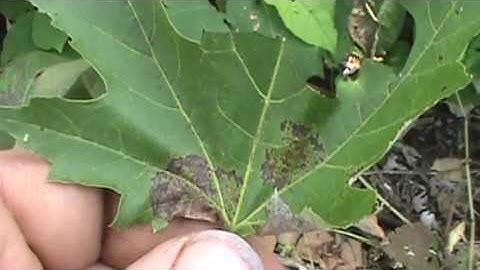 Silver Maple identification video (Acer saccharinum)
