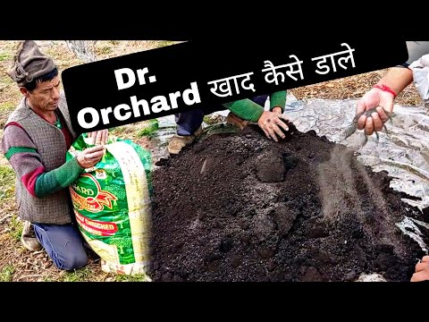 Right way of application of Dr. Orchard Organic Manure. Baggi Kothgarh