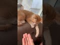 Bắt tay chứ ko phải “ móc” tay😹😻😹😻