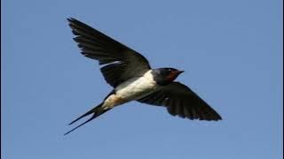 MASTERAN BURUNG WALET COCOK UNTUK GEDUNG WALET DAN COCOK UNTUK MASTERAN BURUNG, SUARA SANGAT JERNIH