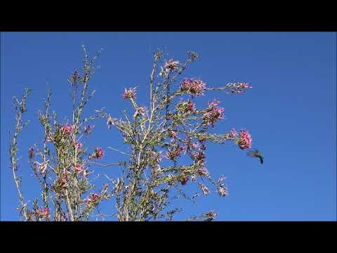 Q'enticha (Hummingbird)/ Ancient dance of Huaylía from the Andes of Perú