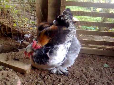 Small rooster trying to mate with a female brahma!!