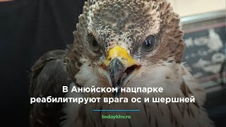 В Анюйском нацпарке реабилитируют врага ос и шершней