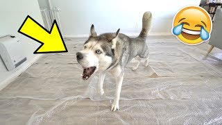 Husky Reacts To Room Full Of Bubble Wrapped Floor!