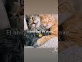 El amor.... #gatos #sanaciónconamor #meditacion #tarotangelical