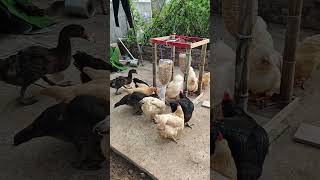 Atık dönüşümü, otomatik besleme, uygun ve maliyet tasarrufu