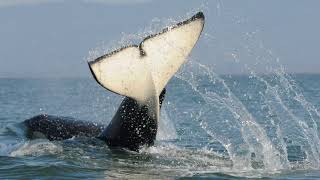 The fight for our orcas