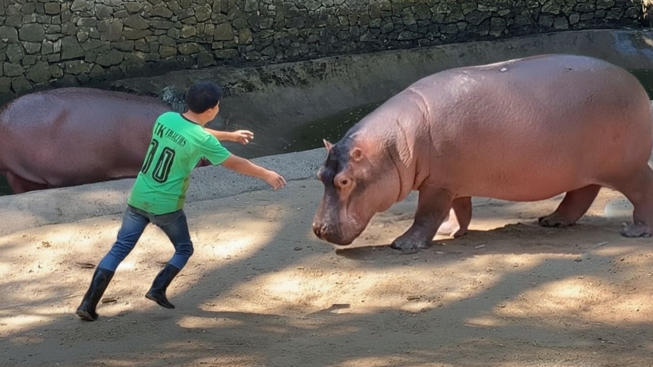 101 Times When Animals Reunited With Owners After Years Make You Cry in a Special Way 💔
