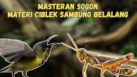 MASTERAN SOGON MATERI CIBLEK SAMBUNG BELALANG EMAS || SOGON MATERI CIBLEK || SOGON MATERI BELALANG