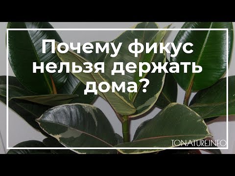 Почему фикус нельзя держать дома? | toNature.Info