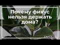 Почему фикус нельзя держать дома? | toNature.Info