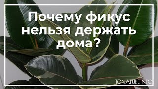 Почему фикус нельзя держать дома? | toNature.Info