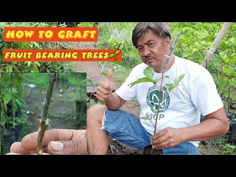 Video: Para Saan Ang Cleft Grafting – Paano Mo Nag-cleft Graft Isang Puno