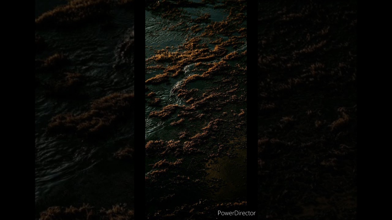 شيخ فتحي مفلاح:قصيدة مجاش قويدر غاب يارجالا