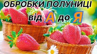 Універсальний спосіб ОБРОБКИ і ПІДКОРМКИ полуниці на весь СЕЗОН/Вирощування полуниці на Поліссі