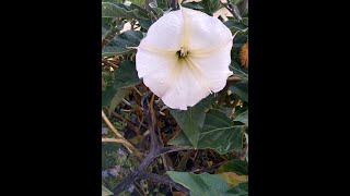 Sacred Datura Shares its Wisdom With Antonio by Kokopelli Spirit Journey 35,801 views 3 years ago 5 minutes, 10 seconds