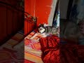 My dog luce #trending #shortvideo