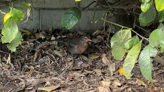 Tame But Wild &quot;Pet&quot; Blackbird &quot;Chattering&quot; Under Our Lemon Tree | 29th July 2022