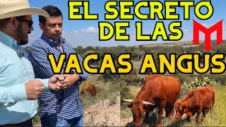 The Secret of Red Angus in Zacatecas 🐂💰 | Small Cows, Big Business