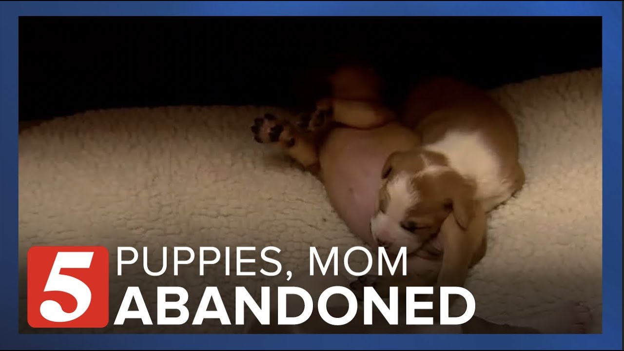 These 10 puppies and their mom were abandoned. Surveillance footage ...