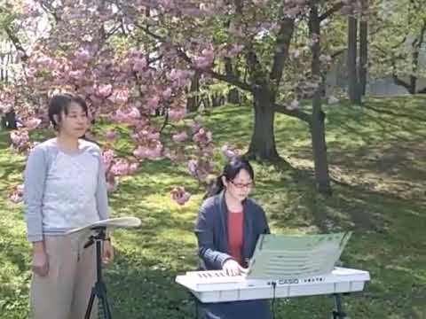 コブクロ 未来  cover dolche 弘前城 桜の下