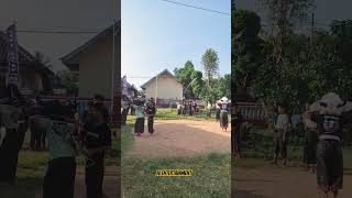 Kebo Brama mberot bantengan banteng