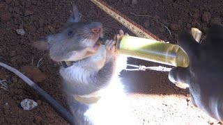 Rats with nose for trouble train to save lives in Tanzania