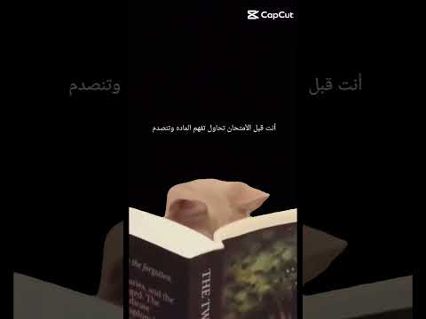 مياو مساو