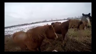 Обзор башкирской породы лошадей Обзор башкирской породы лошадей
