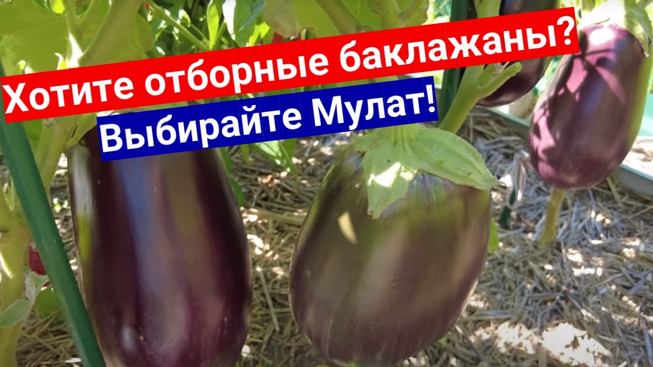 Самый ранний ТОПовый баклажан Мулат. Коллекция семян от компании Ваше ...